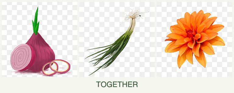 Can you plant onions, chives and dahlias together?
