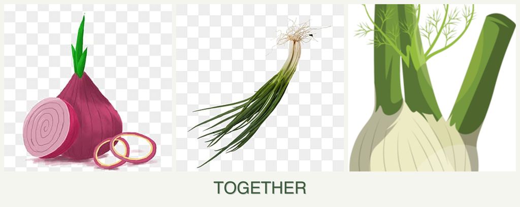 Can you plant onions, chives and fennel together?