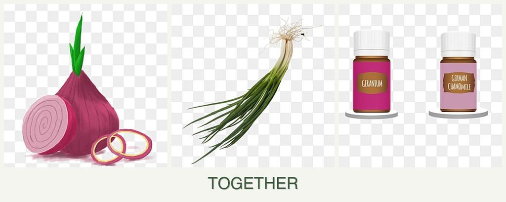 Can you plant onions, chives and geraniums together?