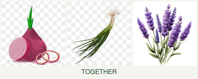 Can you plant onions, chives and lavender together?
