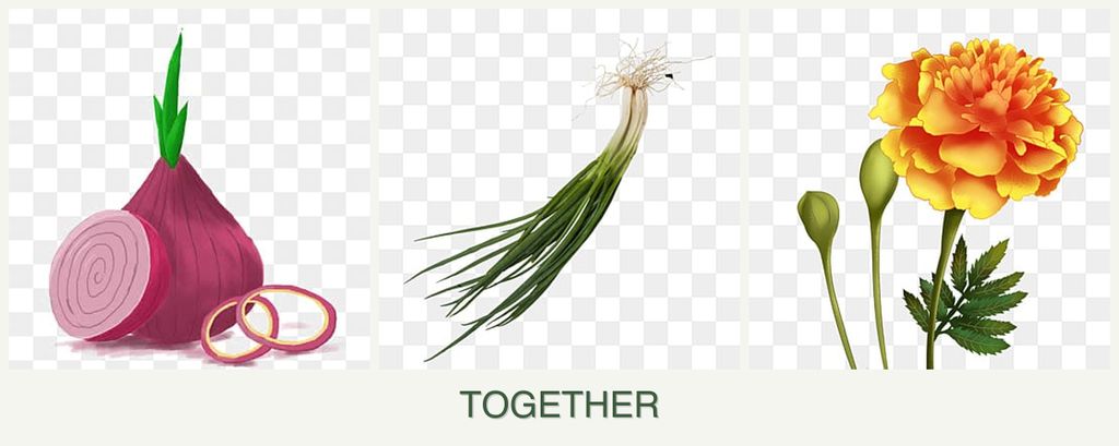 Can you plant onions, chives and marigolds together?