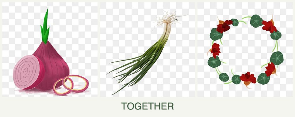 Can you plant onions, chives and nasturtiums together?