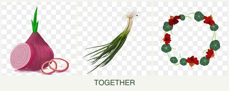 Can you plant onions, chives and nasturtiums together?