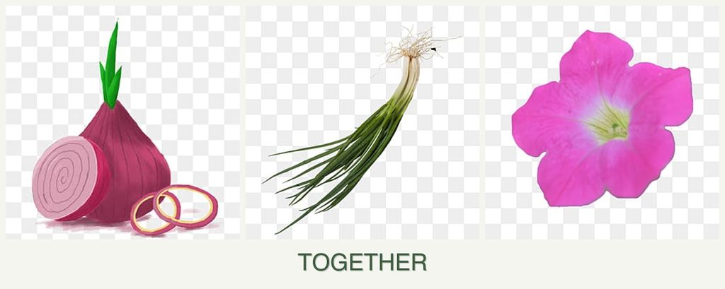 Can you plant onions, chives and petunias together?