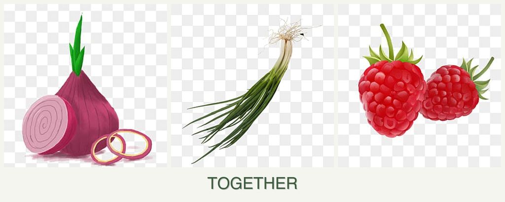 Can you plant onions, chives and raspberries together?