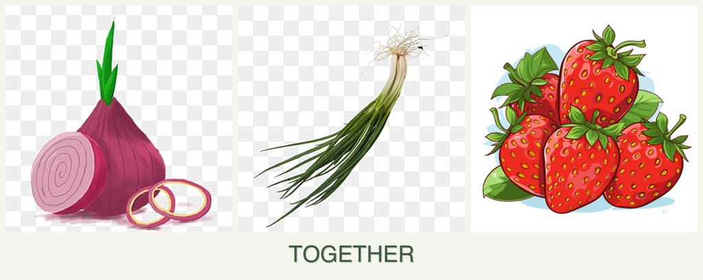 Can you plant onions, chives and strawberries together?