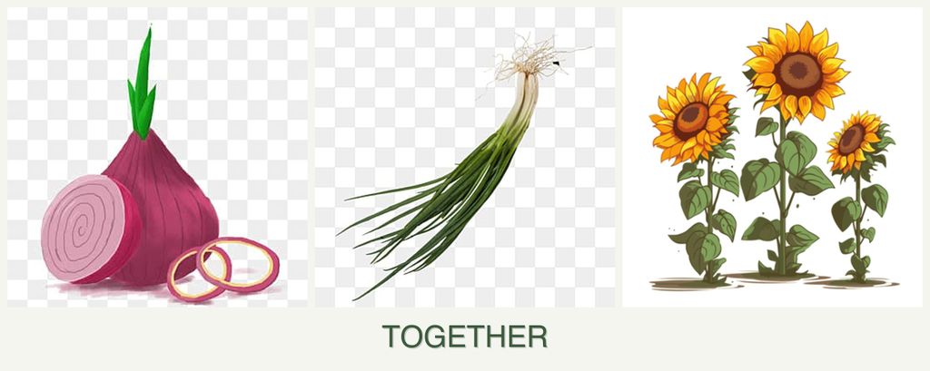Can you plant onions, chives and sunflowers together?