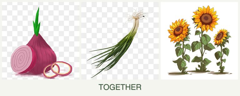 Can you plant onions, chives and sunflowers together?