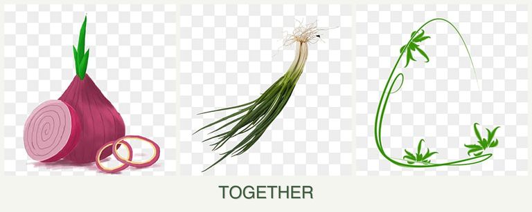 Can you plant onions, chives and tarragon together?
