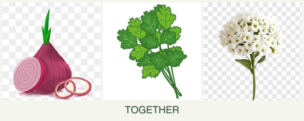 Can you plant onions, cilantro and alyssum together?