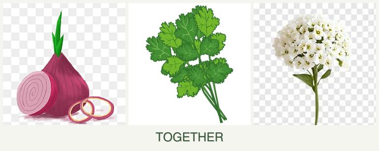 Can you plant onions, cilantro and alyssum together?