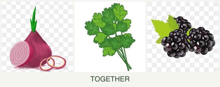 Can you plant onions, cilantro and blackberries together?