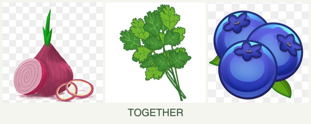 Can you plant onions, cilantro and blueberries together?