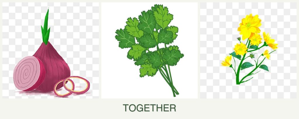 Can you plant onions, cilantro and calendula together?