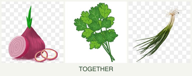 Can you plant onions, cilantro and chives together?