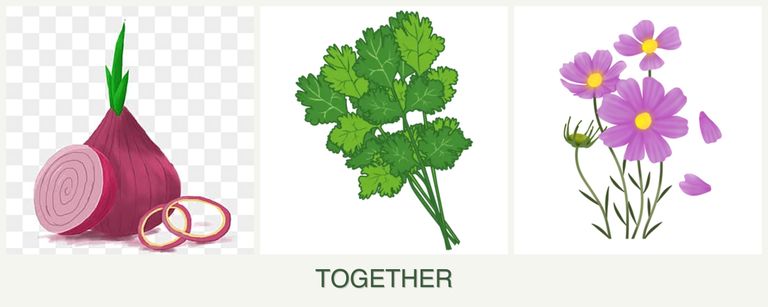 Can you plant onions, cilantro and cosmos together?