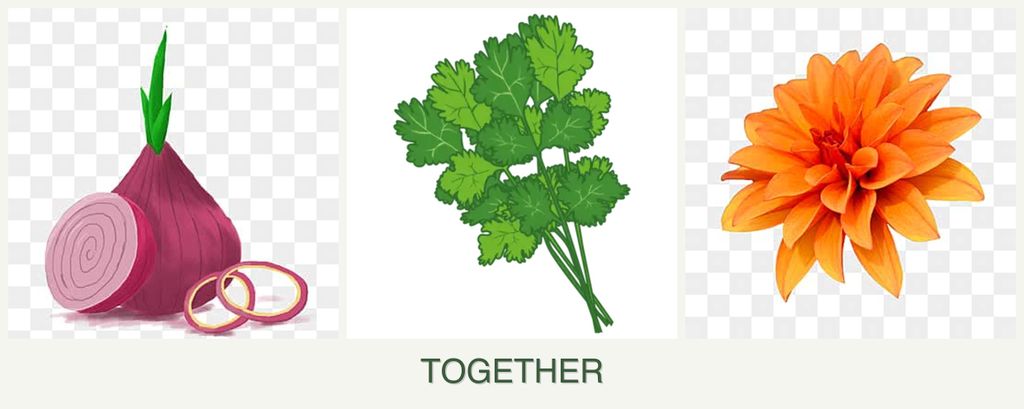 Can you plant onions, cilantro and dahlias together?