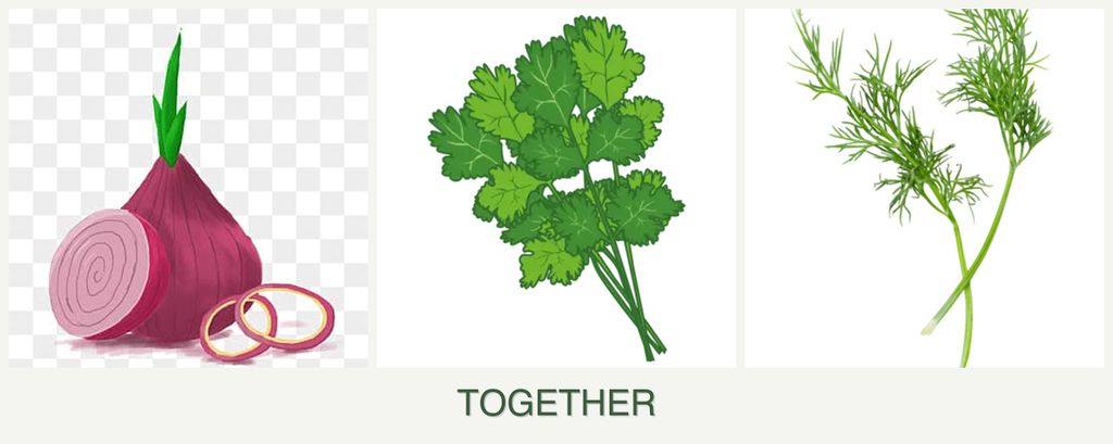Can you plant onions, cilantro and dill together?