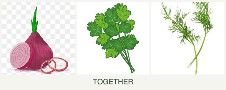 Can you plant onions, cilantro and dill together?