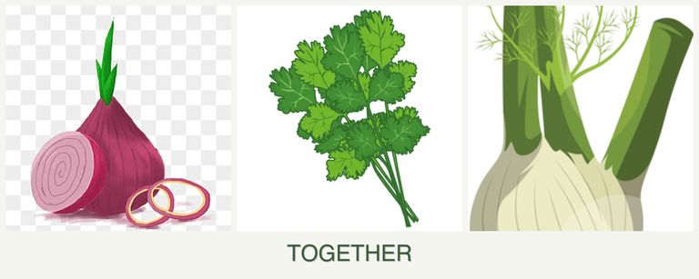 Can you plant onions, cilantro and fennel together?