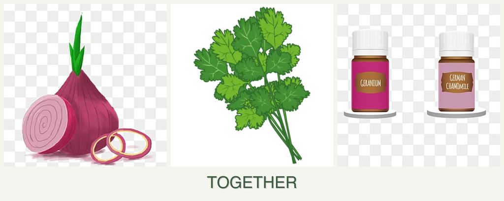 Can you plant onions, cilantro and geraniums together?