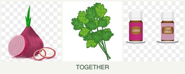 Can you plant onions, cilantro and geraniums together?