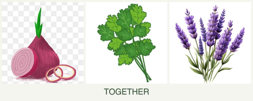 Can you plant onions, cilantro and lavender together?