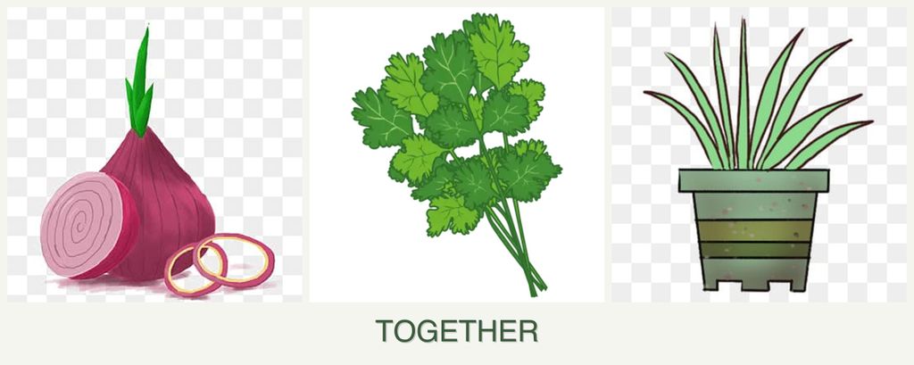 Can you plant onions, cilantro and lemongrass together?