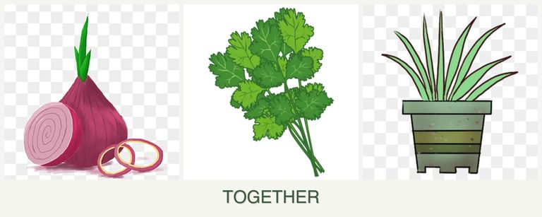 Can you plant onions, cilantro and lemongrass together?