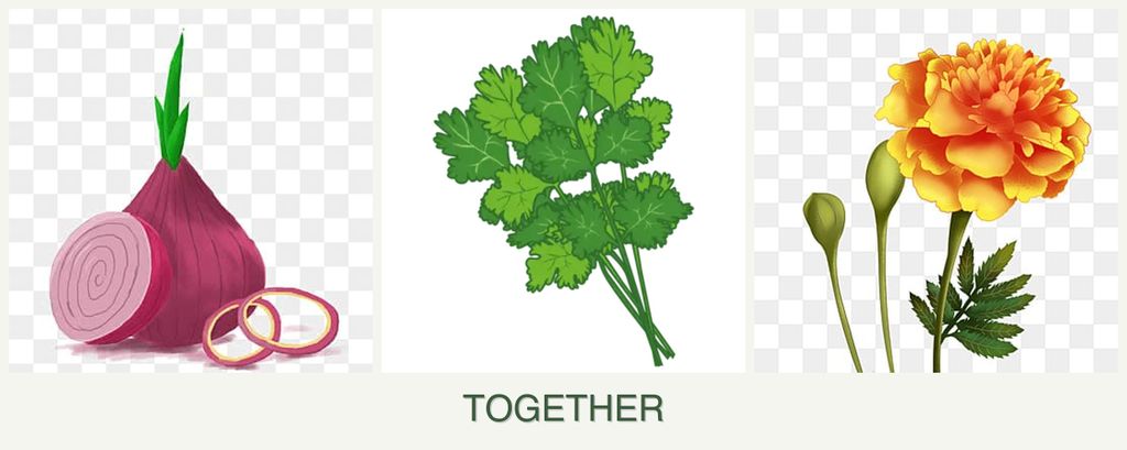 Can you plant onions, cilantro and marigolds together?