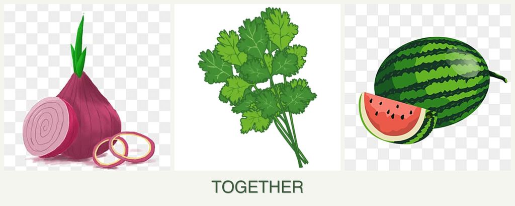 Can you plant onions, cilantro and melons together?