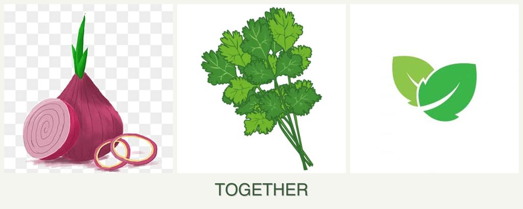 Can you plant onions, cilantro and mint together?