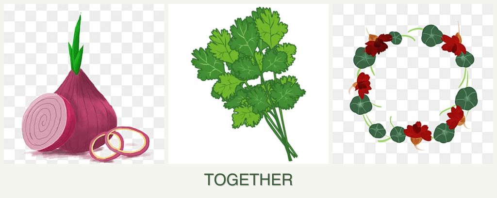 Can you plant onions, cilantro and nasturtiums together?