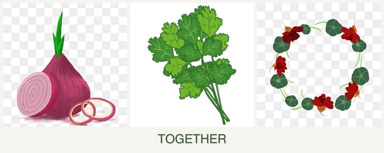 Can you plant onions, cilantro and nasturtiums together?