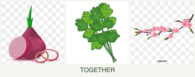Can you plant onions, cilantro and peaches together?