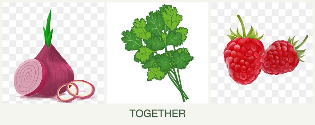 Can you plant onions, cilantro and raspberries together?