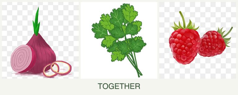 Can you plant onions, cilantro and raspberries together?