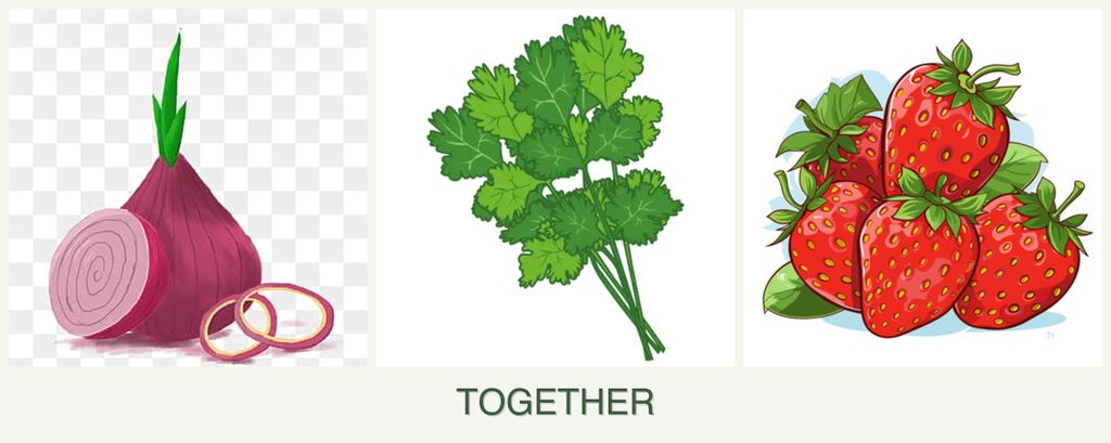 Can you plant onions, cilantro and strawberries together?