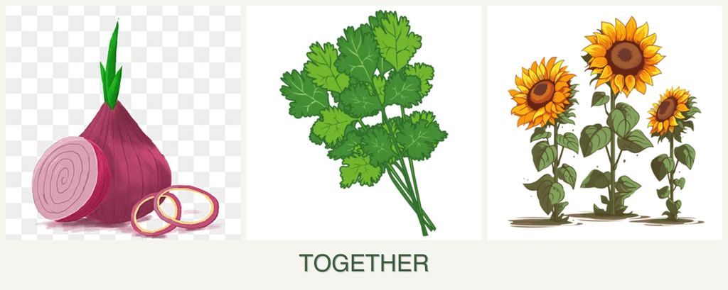 Can you plant onions, cilantro and sunflowers together?