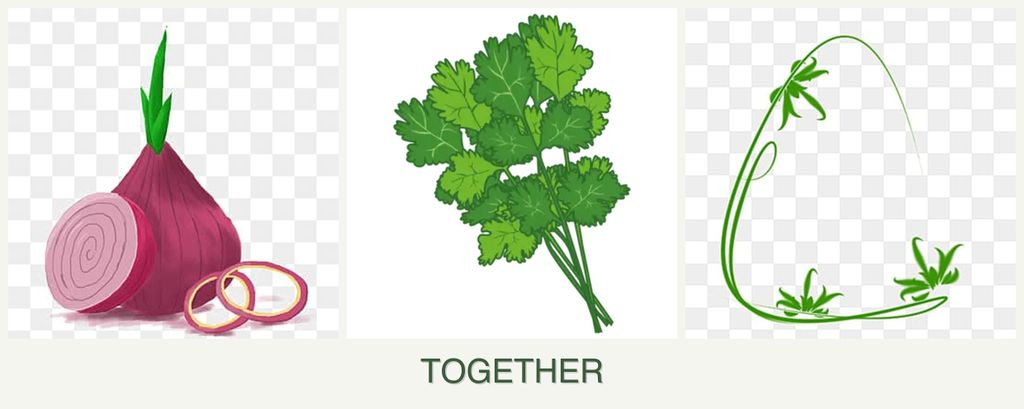 Can you plant onions, cilantro and tarragon together?