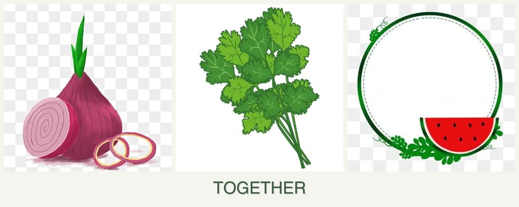 Can you plant onions, cilantro and watermelons together?