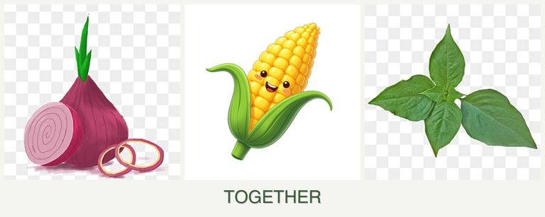 Can you plant onions, corn and basil together?
