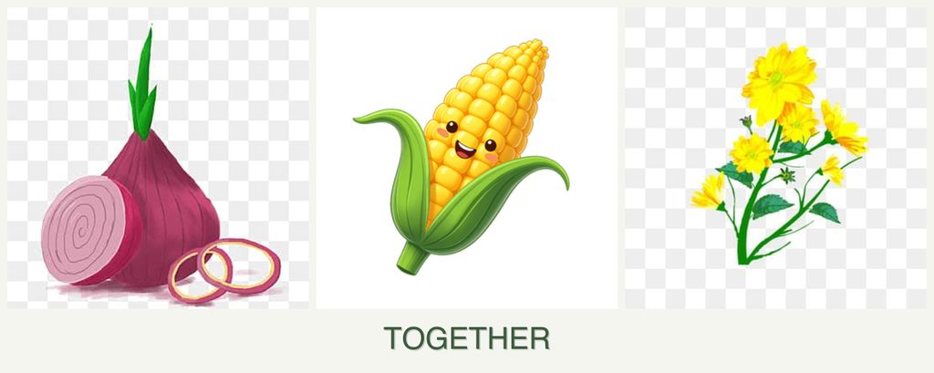 Can you plant onions, corn and calendula together?