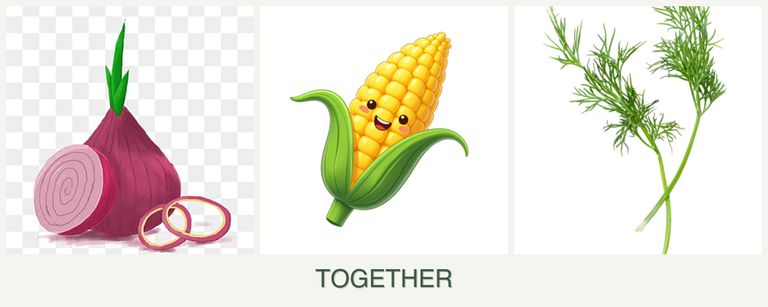 Can you plant onions, corn and dill together?