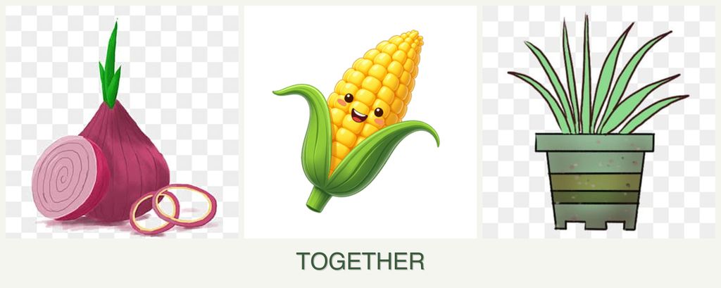 Can you plant onions, corn and lemongrass together?