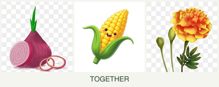 Can you plant onions, corn and marigolds together?