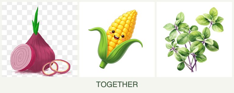 Can you plant onions, corn and oregano together?