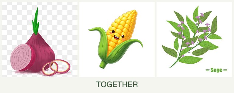 Can you plant onions, corn and sage together?