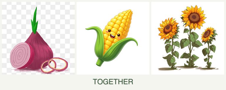 Can you plant onions, corn and sunflowers together?