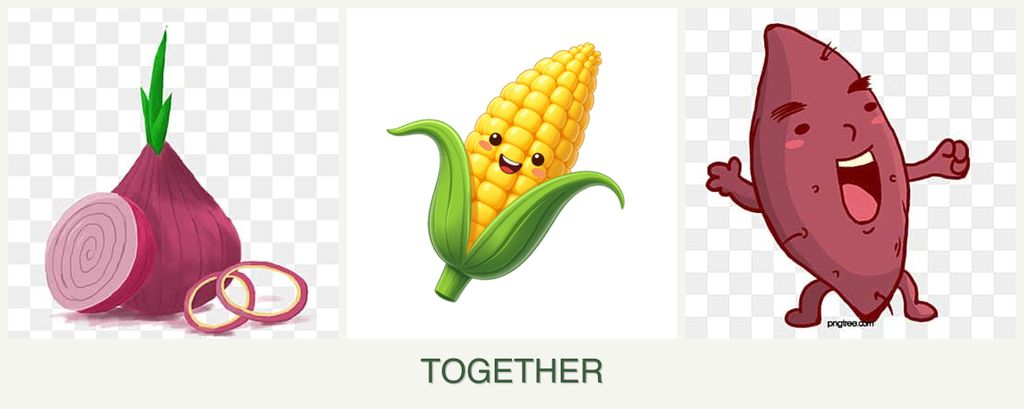 Can you plant onions, corn and sweet potatoes together?